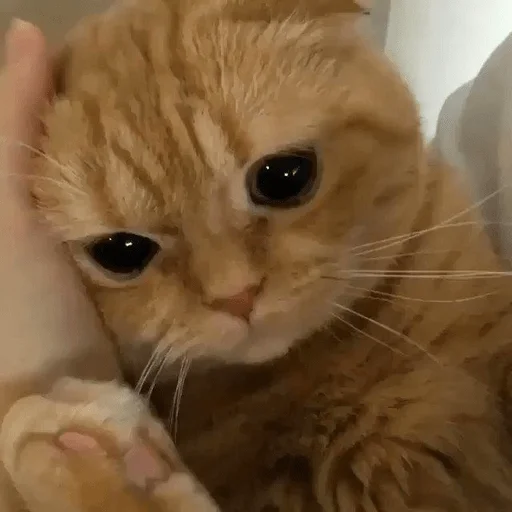 Sticker котейки<3 - 3