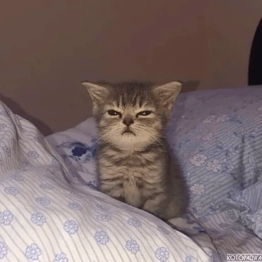 Sticker котейки<3 - 1