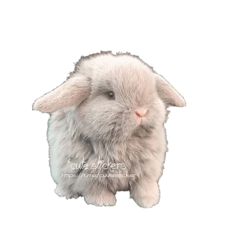 животное млекопитающее кролик