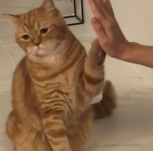 cat domestic cat small to medium-sized cats