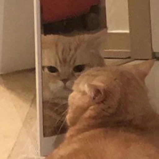 комнатный кошки малого и среднего размера кошачьи