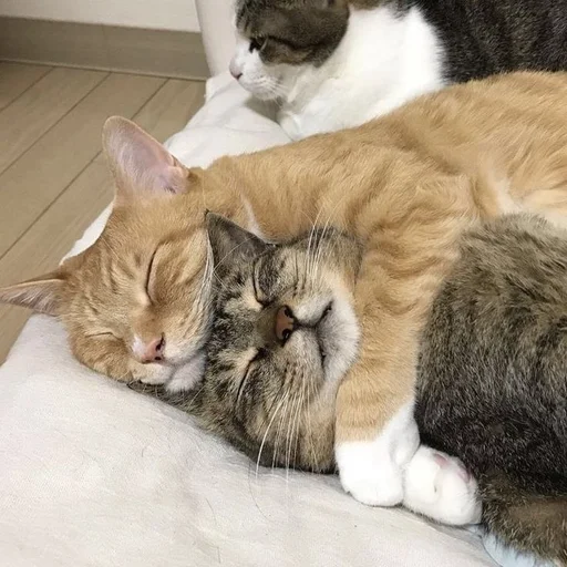 млекопитающее животное кошка