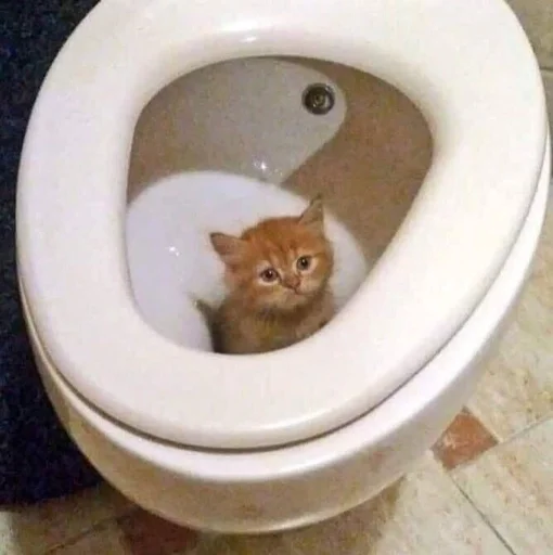 комнатный животное кошка