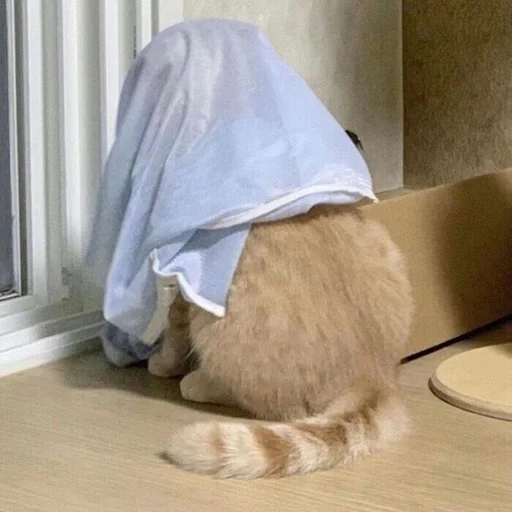 комнатный животное млекопитающее