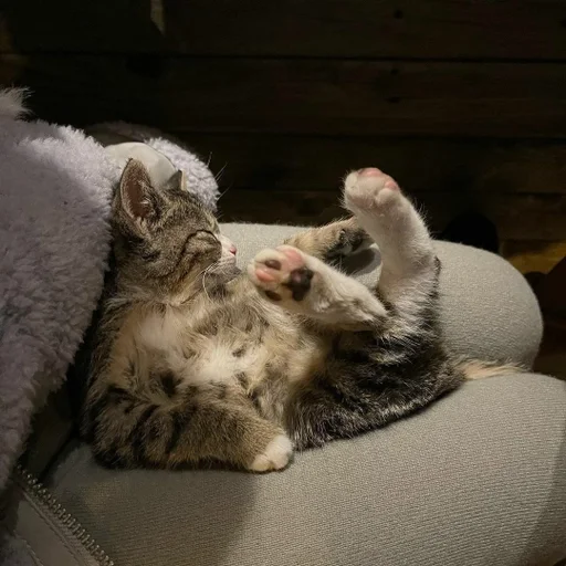 животное млекопитающее кошка