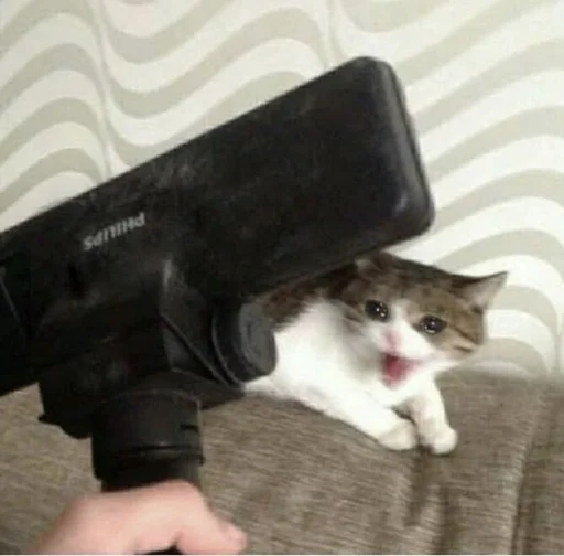 cat indoor small to medium-sized cats