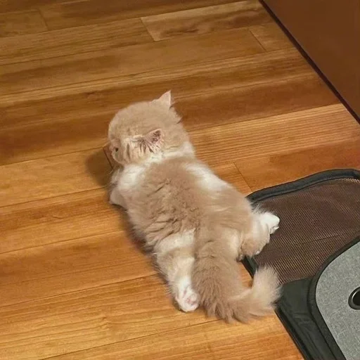 small to medium-sized cats floor indoor