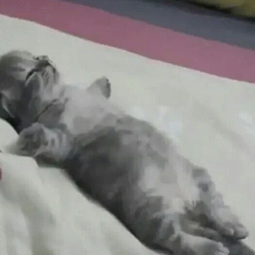 laying indoor animal