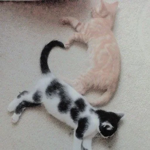 animal mammal domestic cat