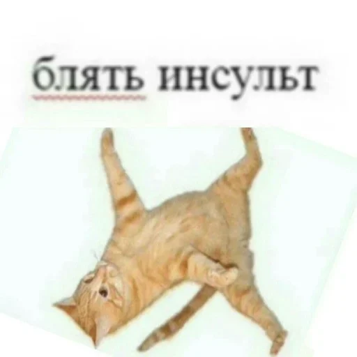 domestic cat text cat