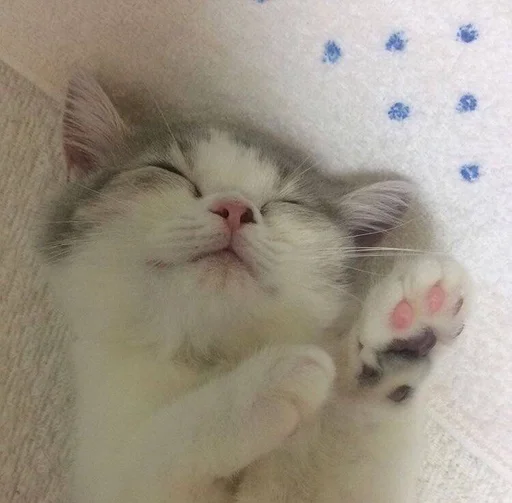 котики | синтикспаркер :: @fStikBot - small to medium-sized cats