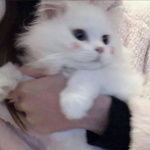 cat domestic cat small to medium-sized cats