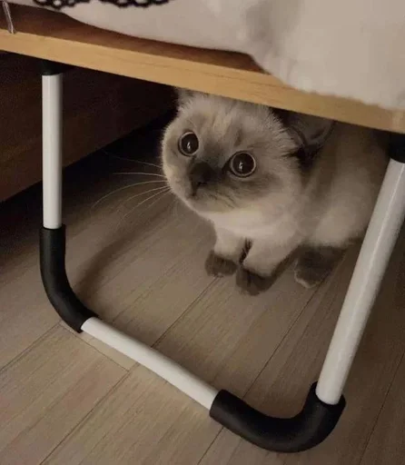 indoor small to medium-sized cats floor