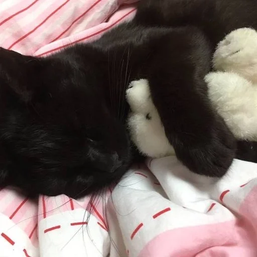 small to medium-sized cats indoor felidae