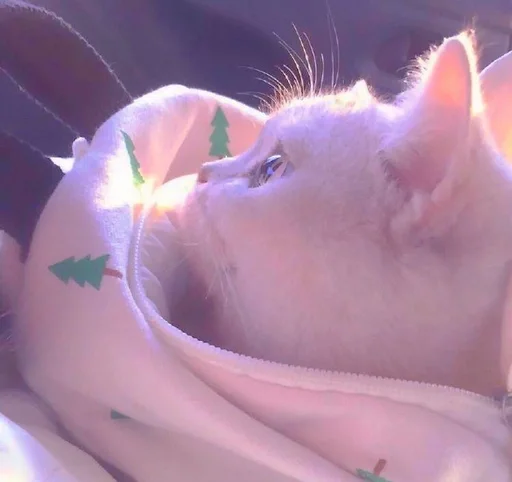 animal mammal small to medium-sized cats