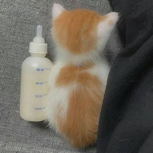 cat animal bottle