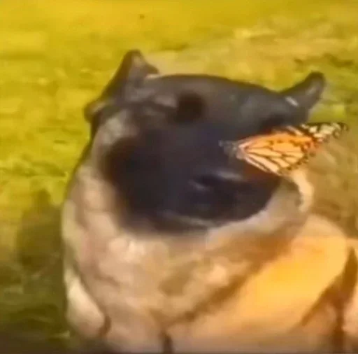 Sticker cyqphNQ_by_stickers_stealer_bot - 1