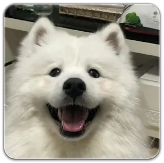 Sticker собака @dilonshy - 5