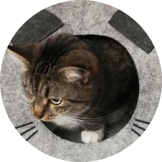 Стикер Локи - 1