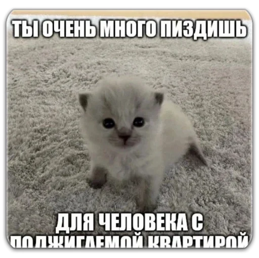котты @dilonshy - 