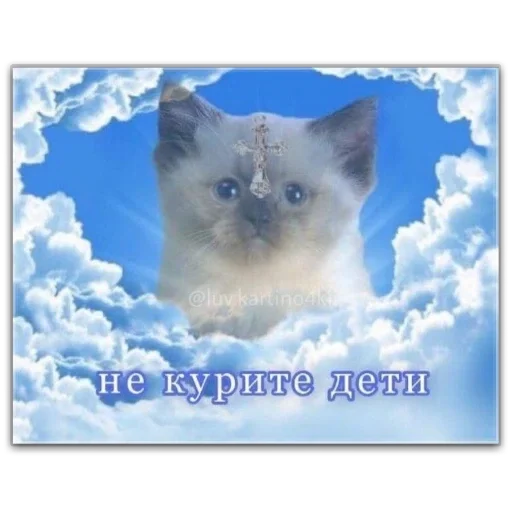 Sticker котты @dilonshy - 4