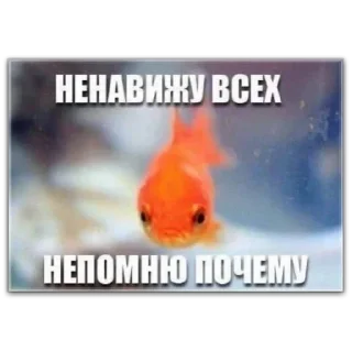 Sticker котты @dilonshy - 2