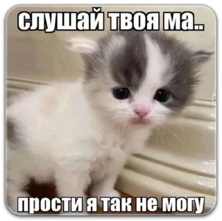 Sticker котты @dilonshy - 5