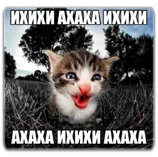 Sticker котты @dilonshy - 6