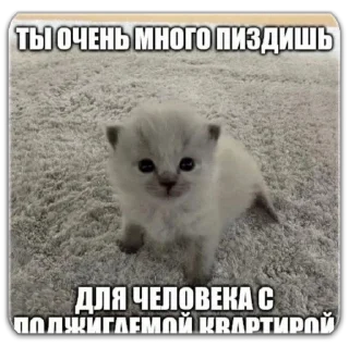 Sticker котты @dilonshy - 7