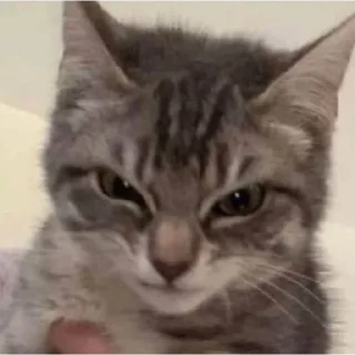 Sticker Смешные животные - 2