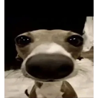 Sticker Смешные животные - 10