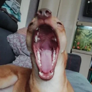 Sticker Смешные животные - 3