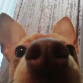 Sticker Смешные животные - 6