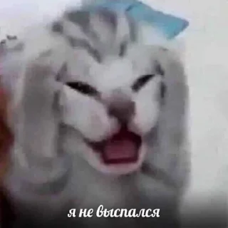 Sticker Смешные животные - 0