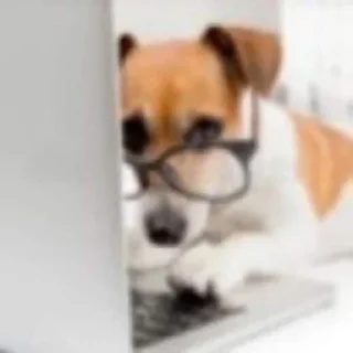 Sticker Смешные животные - 7