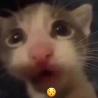 Sticker Смешные животные - 9