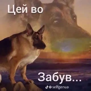 Sticker АсЬкА 🦋✨️ - 5