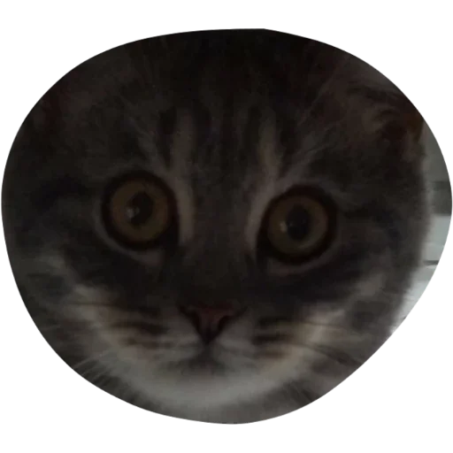 животное кошка млекопитающее