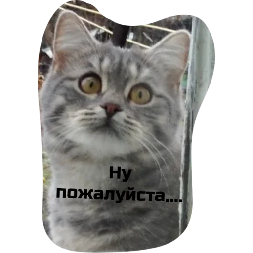 кошки малого и среднего размера кошачьи усы