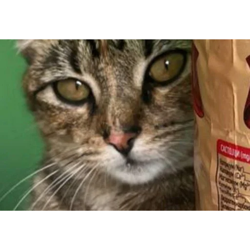 Sticker d8a4bac9_86b5_422c_97ac_6df84a616b09_by_sticat_bot - 1