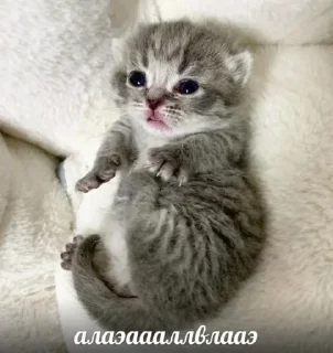 Стикер Больше стиков тут: @stikery4 - 2