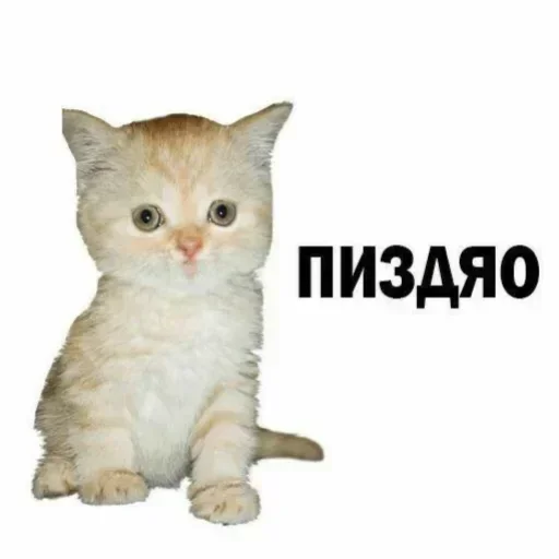 Sticker dJrEYENfNJ_by_stickers_stealer_bot - 1