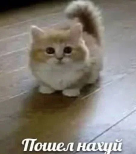 Sticker dJrEYENfNJ_by_stickers_stealer_bot - 1