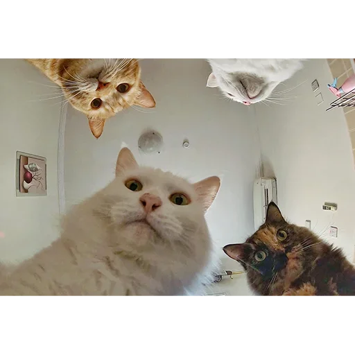 Sticker dNQKhIcySEHrtCXkS_by_stickers_stealer_bot - 1