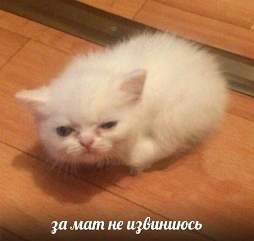 Стикер dVCRzMAcSGRD_by_stickers_stealer_bot - 1