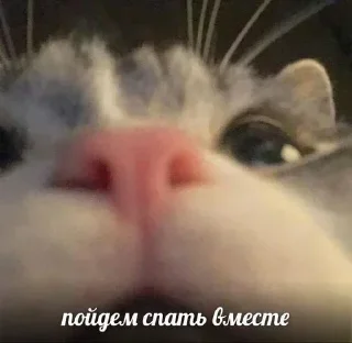 Стикер Больше стикеров 👉🏻 @stickertg4 - 3