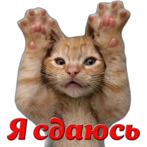 Стикер dVC_lx5f7W_by_sticker0011Bot - 1