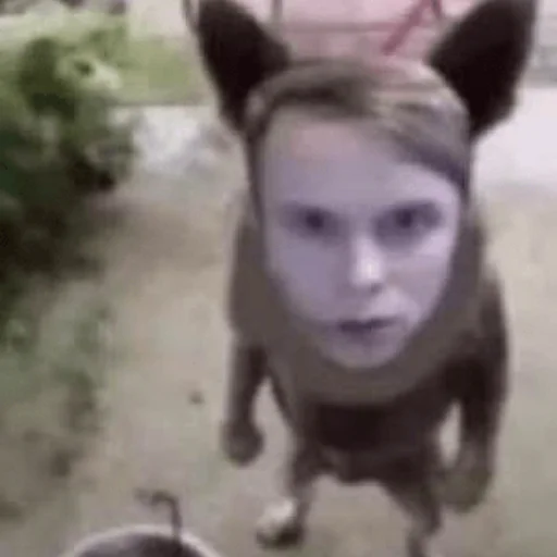 Sticker dyrachyo - 7