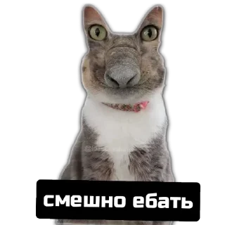 Стикер Старотолсторотор - 4