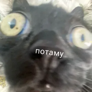 Стикер всевидящий котя👀 - 1